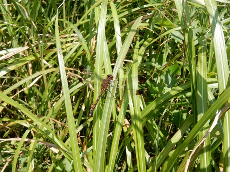 05-20150922-soni-���̃o�b�^�̖��O�́H�X�X�L�ŋx�ރm�V���g���{-k