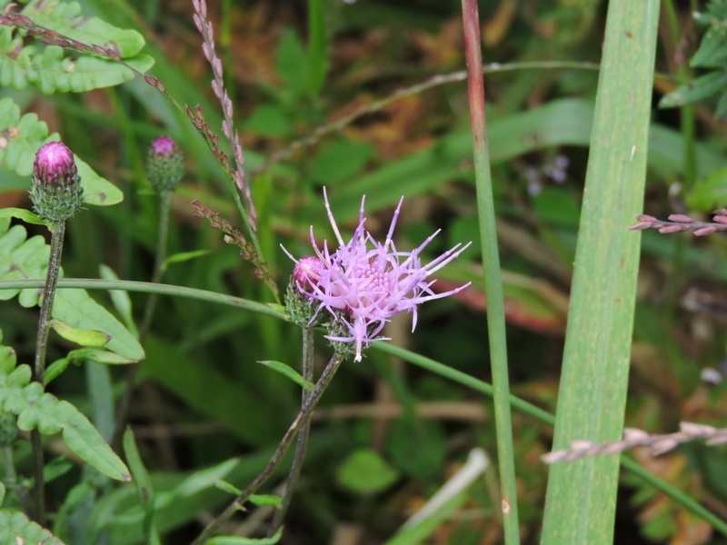 09-20150922-soni-�A�U�~�̂Ȃ���-5943s-u