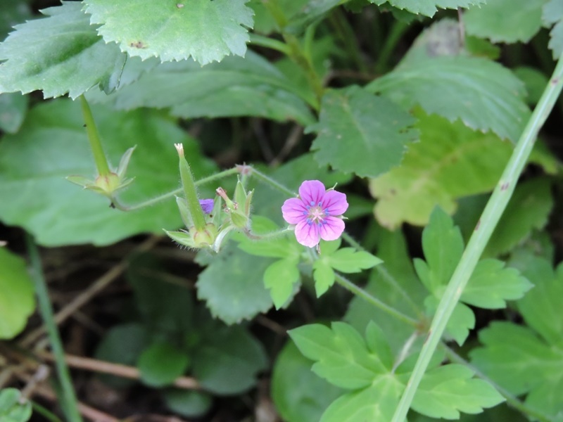 10-20150922-soni-�Q���m�V���E�R-u