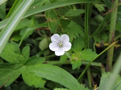 11-20150922-soni-�Q���m�V���E�R-5946s-u