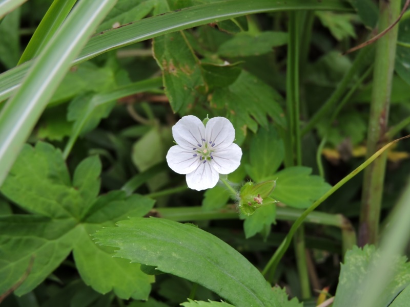 11-20150922-soni-�Q���m�V���E�R-5946s-u