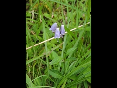 12-20150922-soni-�c���K�l�j���W��-5950s-u