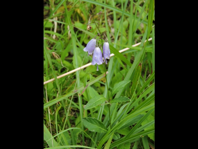 12-20150922-soni-�c���K�l�j���W��-5950s-u