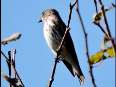 15-20150922-soni-�G�]�r�^�L-y