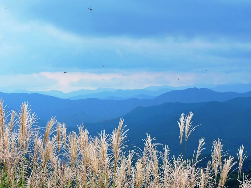 17-20150922-soni-�A�L�A�J�l-susuki--y