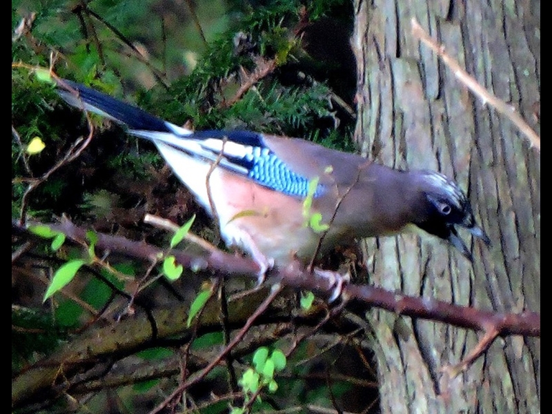 19-20150922-soni-�J�P�X-y