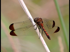 20-20150922-soni-����������-y