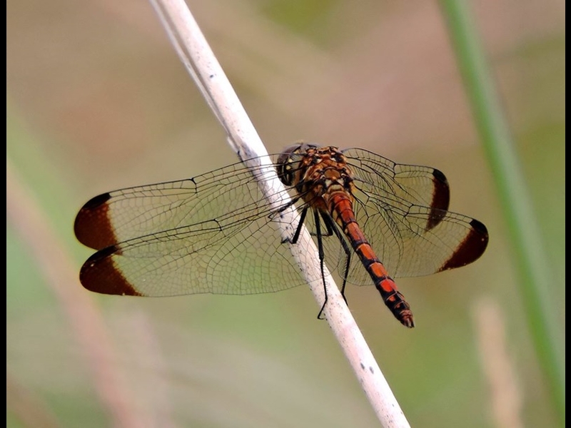 20-20150922-soni-����������-y