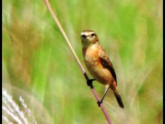 21-20150922-soni-�m�r�^�L-y