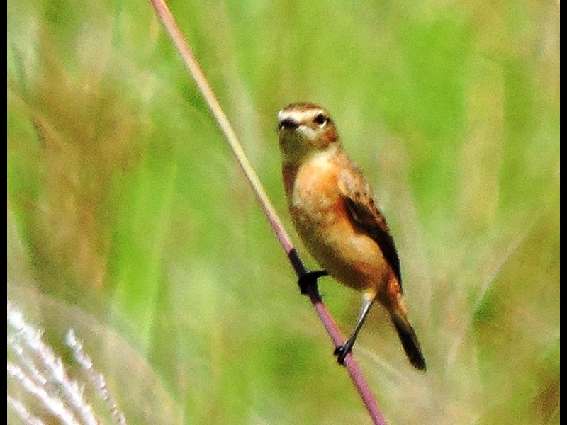 21-20150922-soni-�m�r�^�L-y