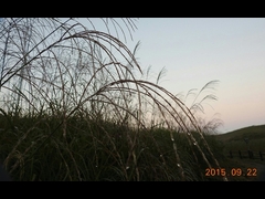 26-20150922-soni-�O�C��14.3�x�@�X�X�L�ɒ��I-h