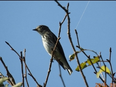 29-20150922-soni-�����ɏc�������ĂȃG�]�r�^�L-h