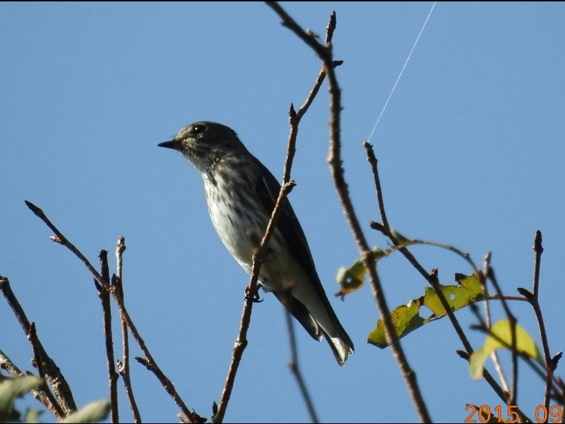 29-20150922-soni-�����ɏc�������ĂȃG�]�r�^�L-h