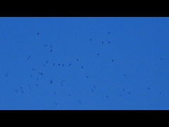 32-20150922-soni-�c�o���̂˂��痧��-h