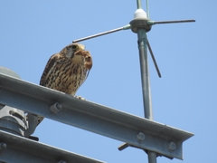 20160505-taishi-01-ma-21tyougenbou01
