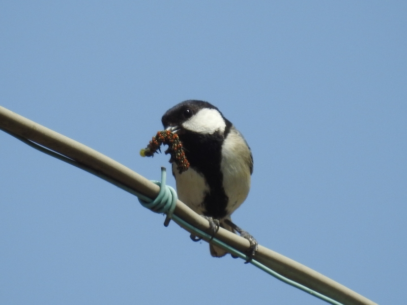 20160505-taishi-02-ma-22shijyukara