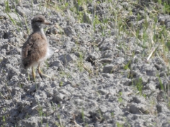 20160505-taishi-03-ma-23kerihina