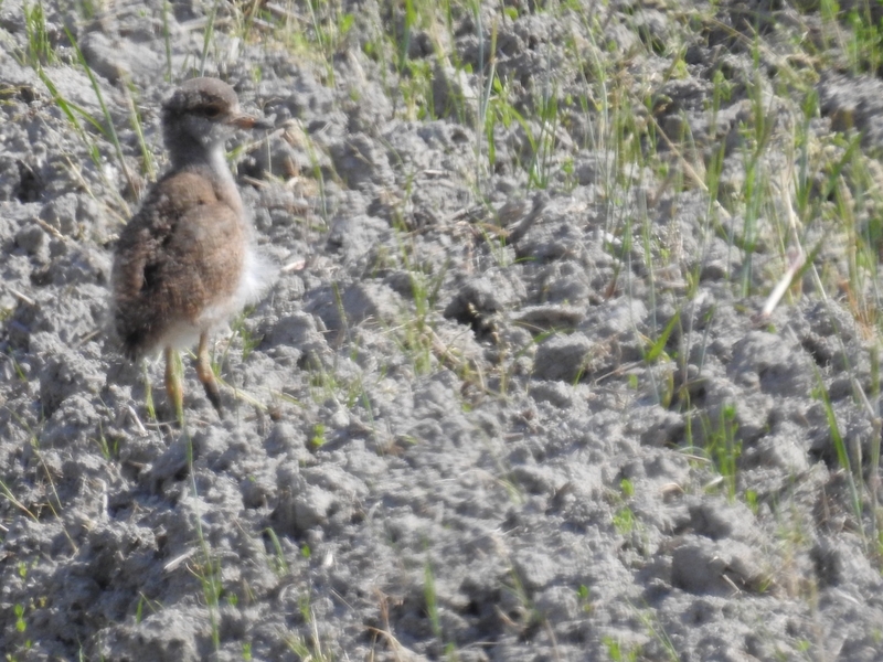 20160505-taishi-03-ma-23kerihina