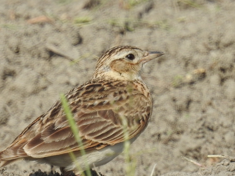 20160505-taishi-04-ma-24hibari