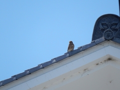 20160505-taishi-07-ki-chyogenbou1