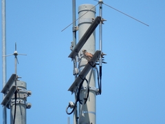 20160505-taishi-08-ki-chyogenbou2