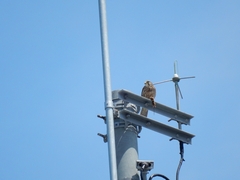 20160505-taishi-09-ki-chyogenbou3