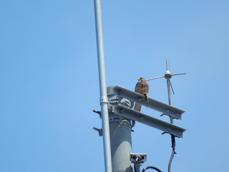 20160505-taishi-09-ki-chyogenbou3