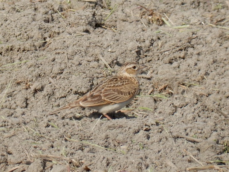 20160505-taishi-10-ki-hibari