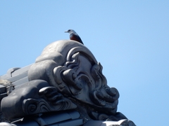 20160505-taishi-11-ki-isohiyo