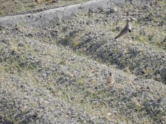 20160505-taishi-12-ki-keri