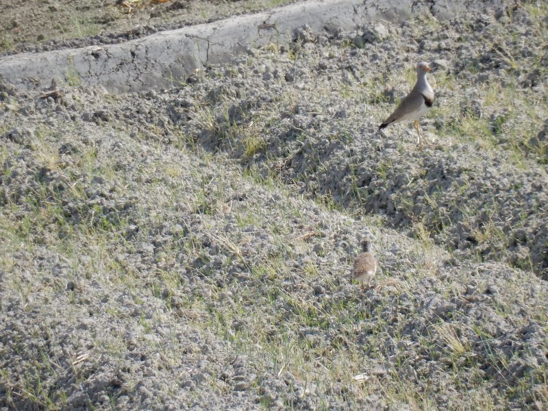 20160505-taishi-12-ki-keri