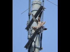 20160505-taishi-13-ki-kestrel01