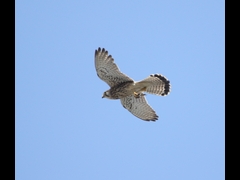 20160505-taishi-14-ki-kestrel02