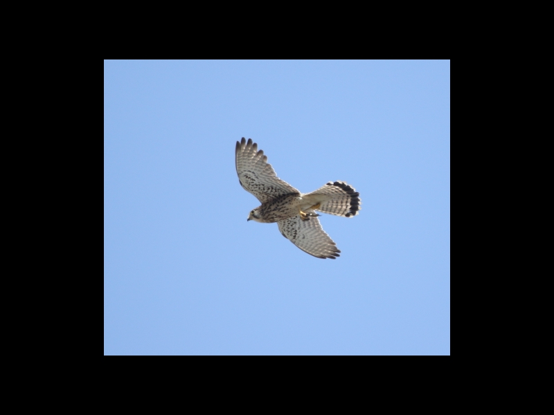 20160505-taishi-14-ki-kestrel02