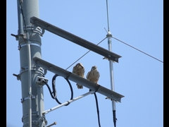 20160505-taishi-15-ki-kestrel03