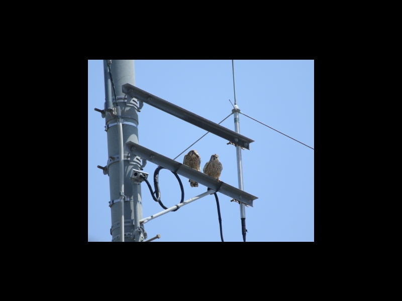 20160505-taishi-15-ki-kestrel03