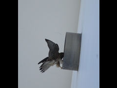 20160505-taishi-16-ki-kestrel04