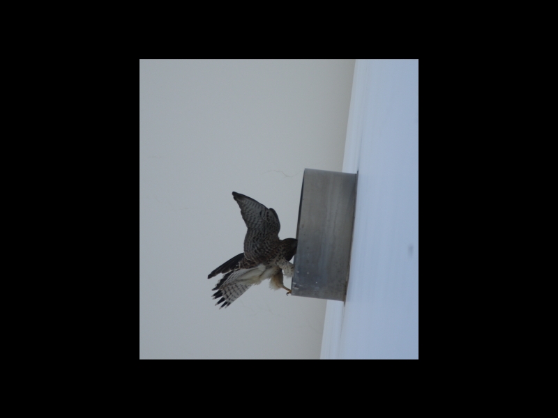 20160505-taishi-16-ki-kestrel04