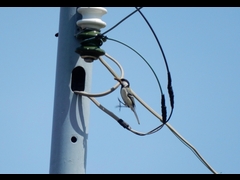 20160505-taishi-17-ki-shijukara