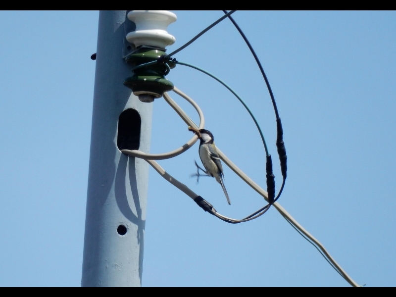 20160505-taishi-17-ki-shijukara