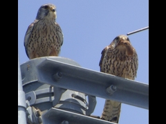 20160505-taishi-20-sa-01-pair