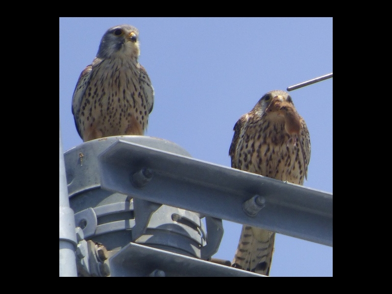 20160505-taishi-20-sa-01-pair