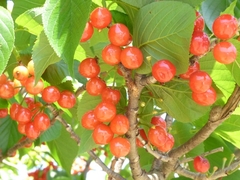 20160505-taishi-21-sa-02-oishiso