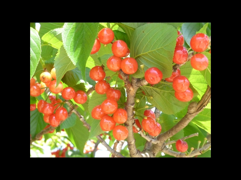 20160505-taishi-21-sa-02-oishiso