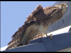 20160505-taishi-22-sa-03-kestrel