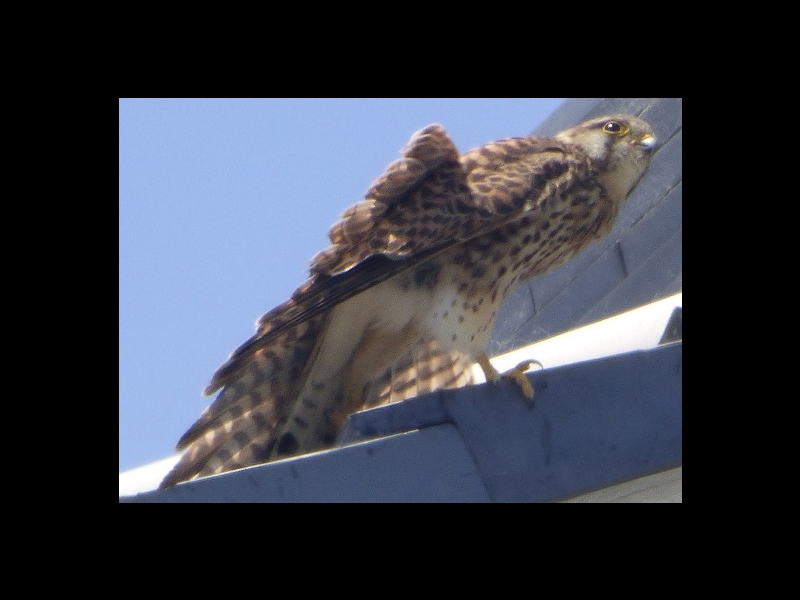 20160505-taishi-22-sa-03-kestrel