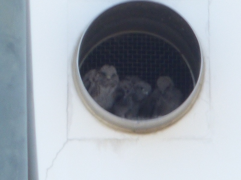 20160505-taishi-23-su-01-kestrel-baby