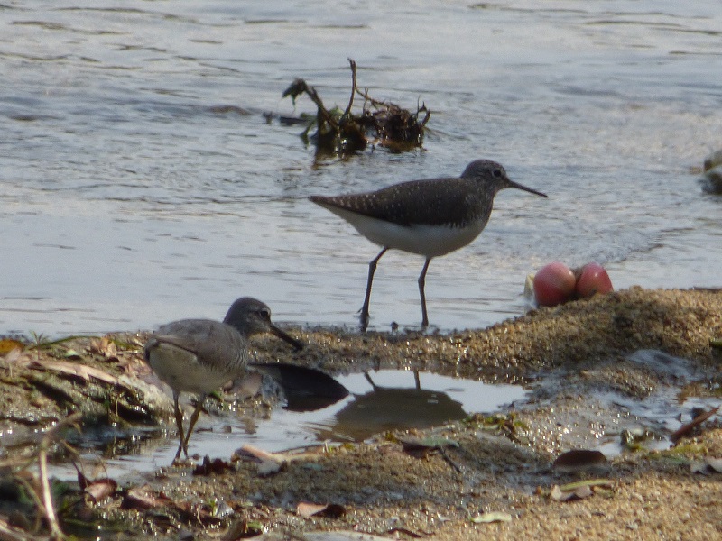 20160505-taishi-24-su-02-kusashigi-kiashishigi
