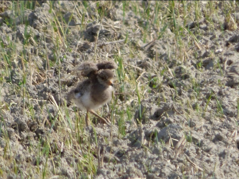 20160505-taishi-25-su-03-keri