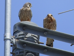 20160505-taishi-26-su-04-pair